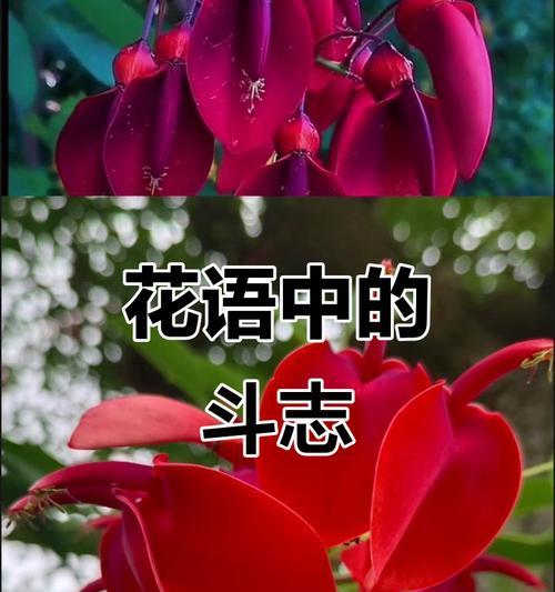 荣耀之花的文化含义是什么？象征荣耀的花卉有哪些？