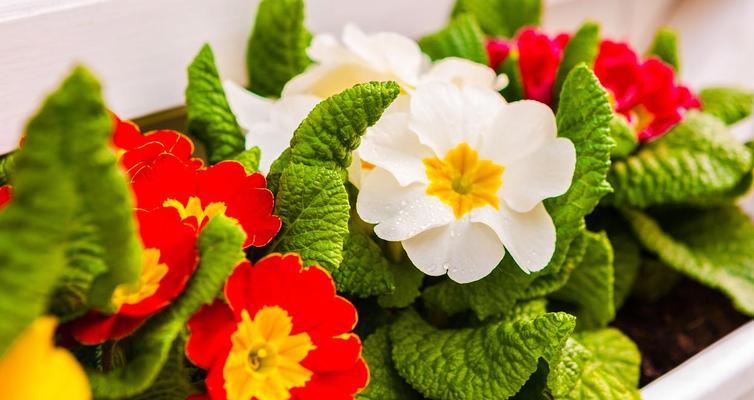 过春节时花的寓意是什么？春节花卉的象征意义有哪些？