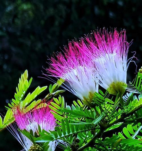 过春节时花的寓意是什么？春节花卉的象征意义有哪些？