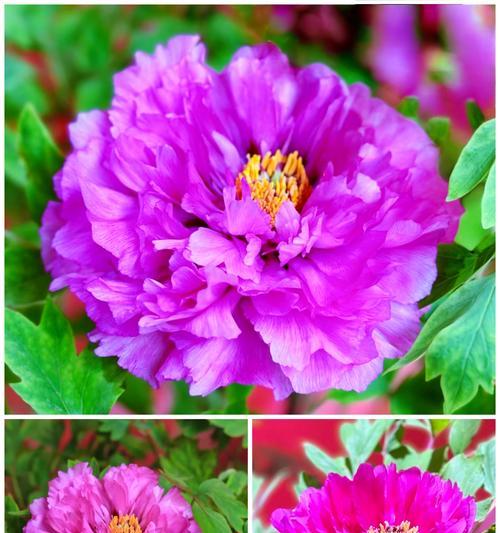 过春节时花的寓意是什么？春节花卉的象征意义有哪些？