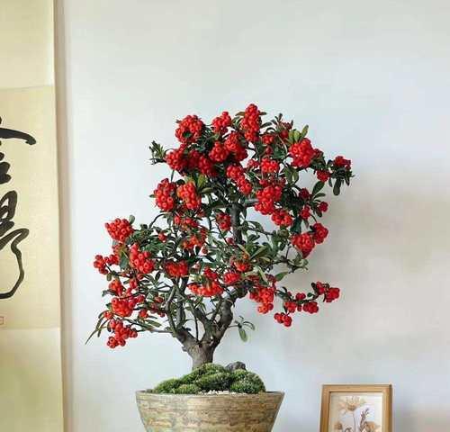 哪种花寓意平安多福多财？