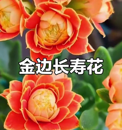 哪种花寓意平安多福多财？