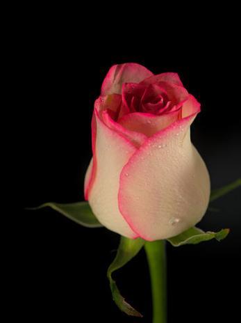 黑色的花代表什么？黑色花朵的象征意义是什么？