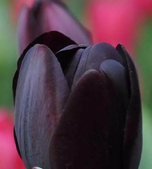 黑色的花代表什么？黑色花朵的象征意义是什么？