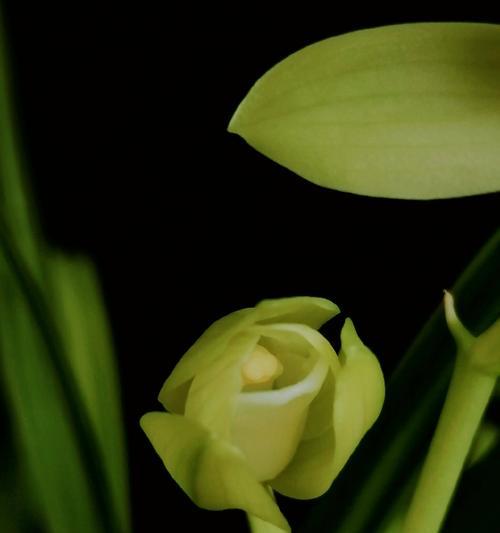 黑色的花代表什么？黑色花朵的象征意义是什么？