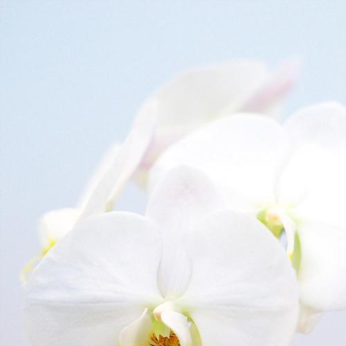 白桔梗祝福花语是什么？白桔梗花语代表什么？
