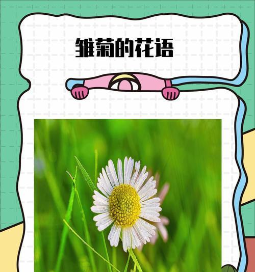 绿色雏菊代表什么？雏菊的绿色花语是什么？