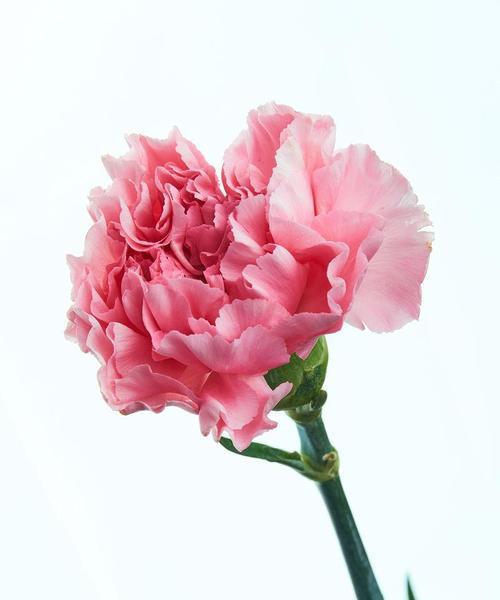 粉色康乃馨花代表什么？