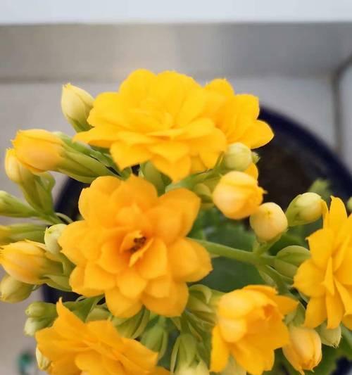 哪种花象征长寿？长寿花的寓意是什么？