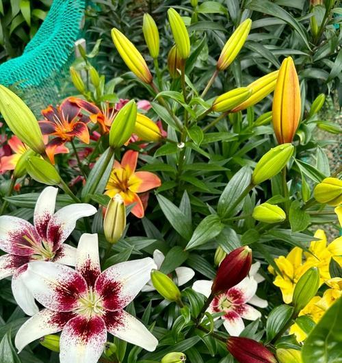春节百合花的寓意是什么？百合花在春节的意义？
