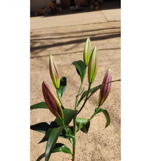 春节百合花的寓意是什么？百合花在春节的意义？