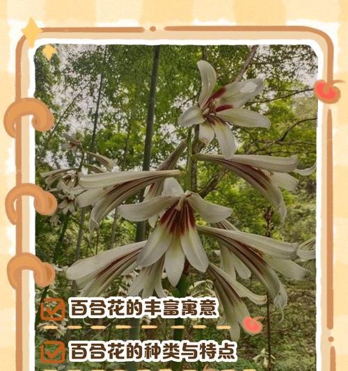 春节百合花的寓意是什么？百合花在春节的意义？