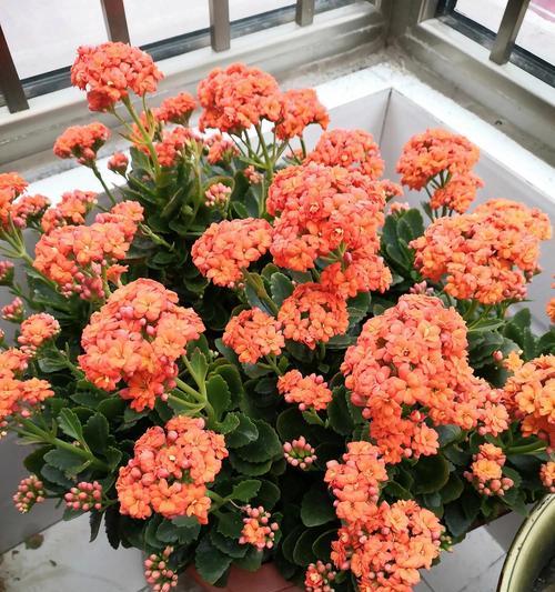 春节门口大树装饰用花有何寓意？