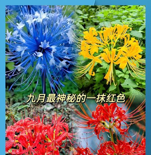 彼岸花的传说含义是什么？寓意爱情的花自己种有何不同？