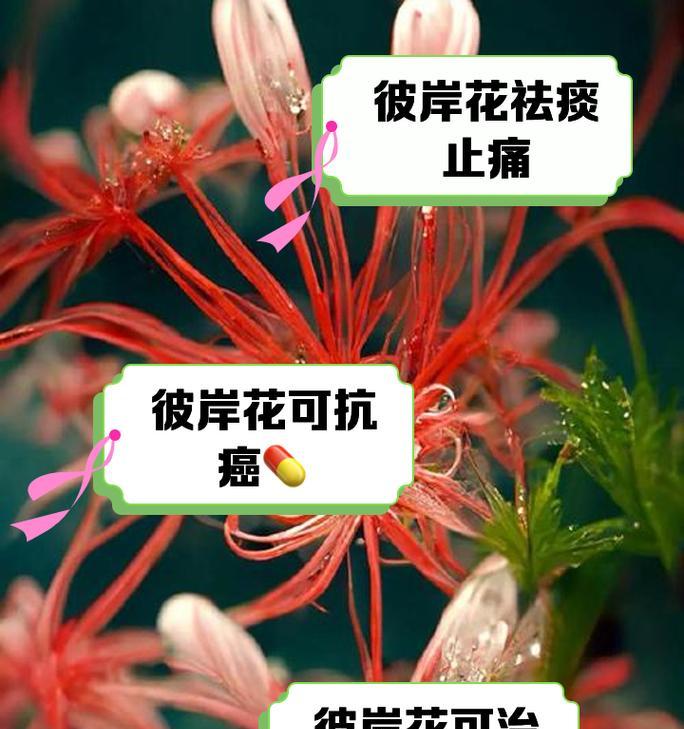 彼岸花象征吉祥吗？彼岸花的传说与象征意义是什么？