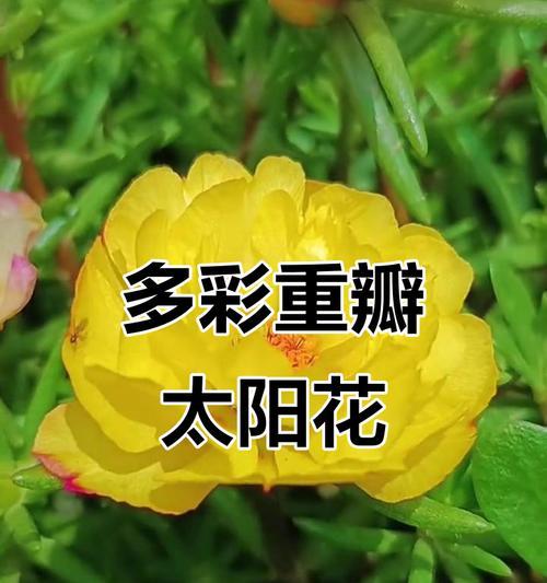 太阳花有哪些颜色？每种颜色代表什么含义？
