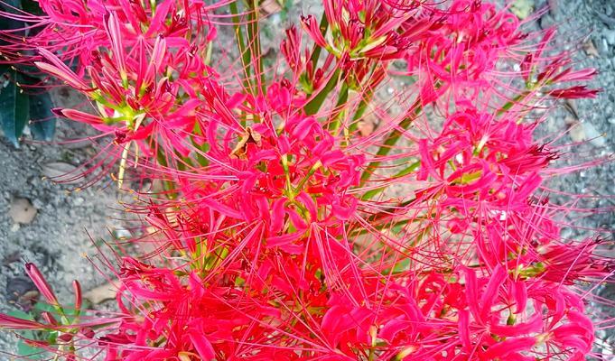香槟色紫色手捧花象征什么？手捧花的寓意是什么？