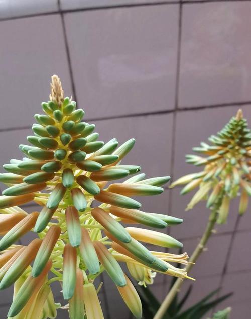 香槟色紫色手捧花象征什么？手捧花的寓意是什么？