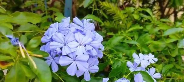 蓝色花象征什么？蓝色花代表黑化吗？