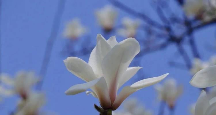 蓝色花象征什么？蓝色花代表黑化吗？