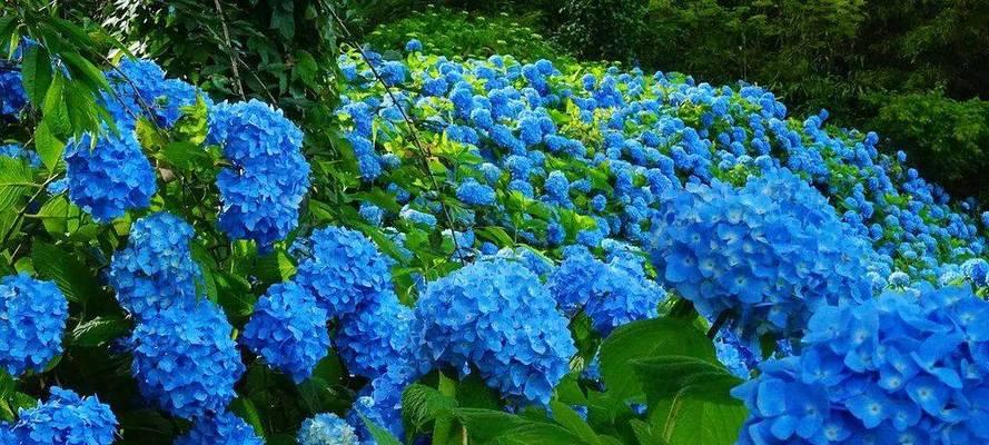 蓝色花象征什么？蓝色花代表黑化吗？