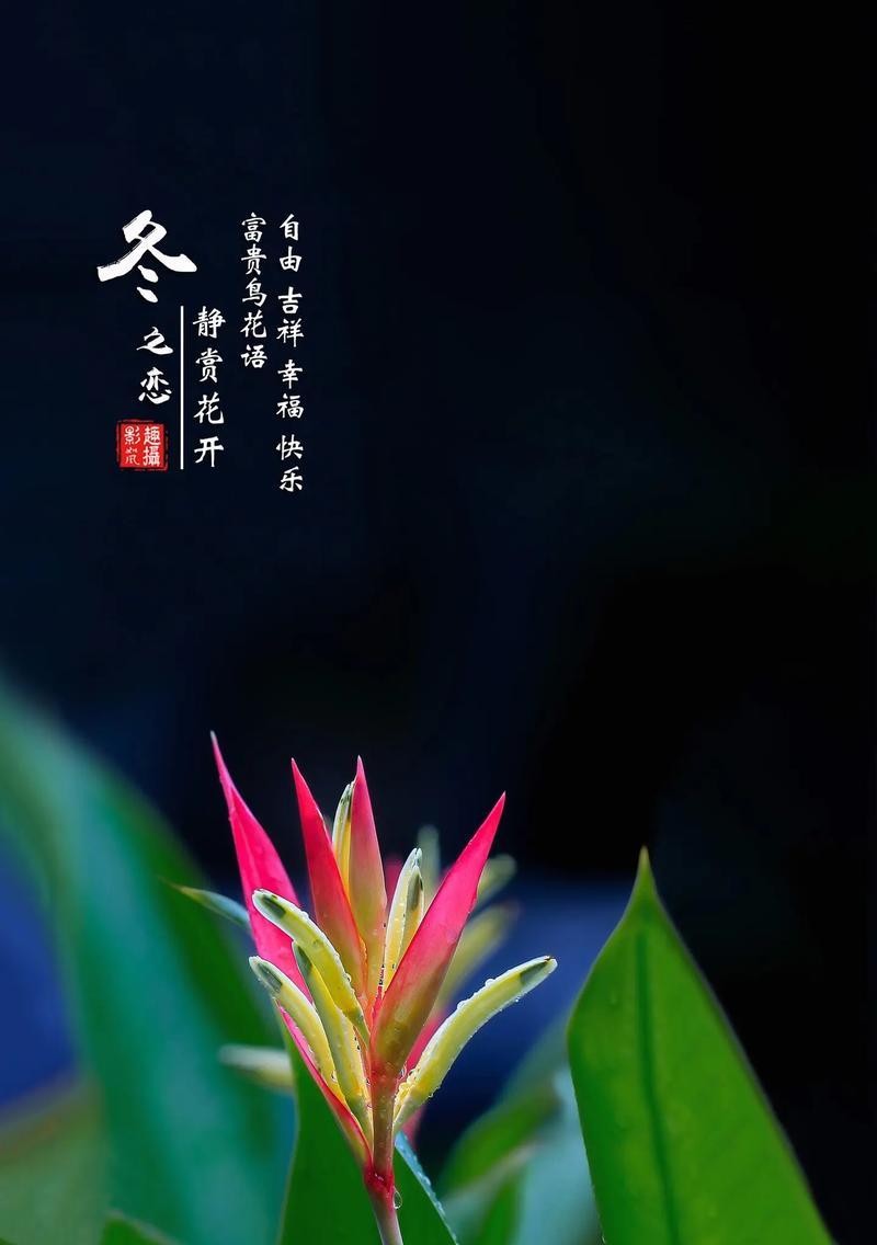 花语会幸福5是什么意思？如何用花语表达幸福？