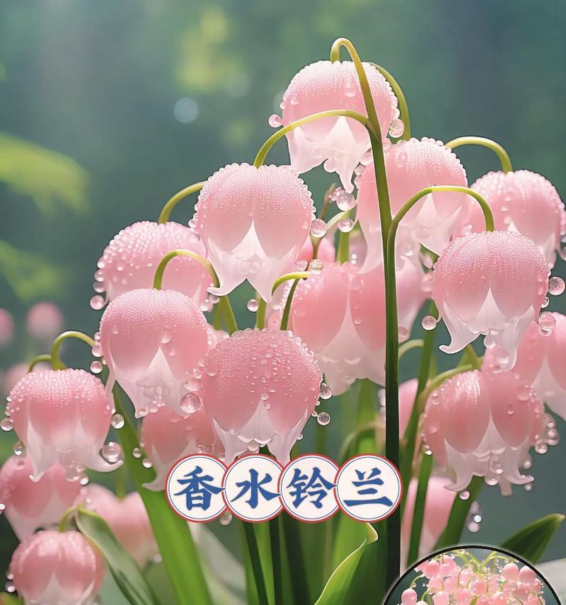花语会幸福5是什么意思？如何用花语表达幸福？