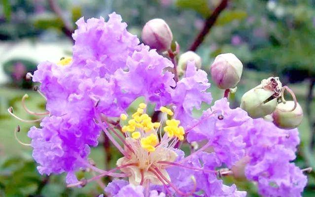 紫薇花哪种颜色寓意最佳？紫薇花颜色与花语有何关联？