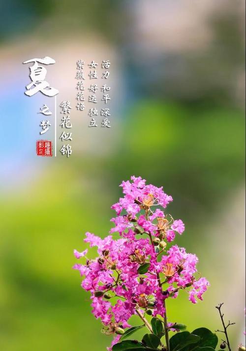 紫薇花哪种颜色寓意最佳？紫薇花颜色与花语有何关联？