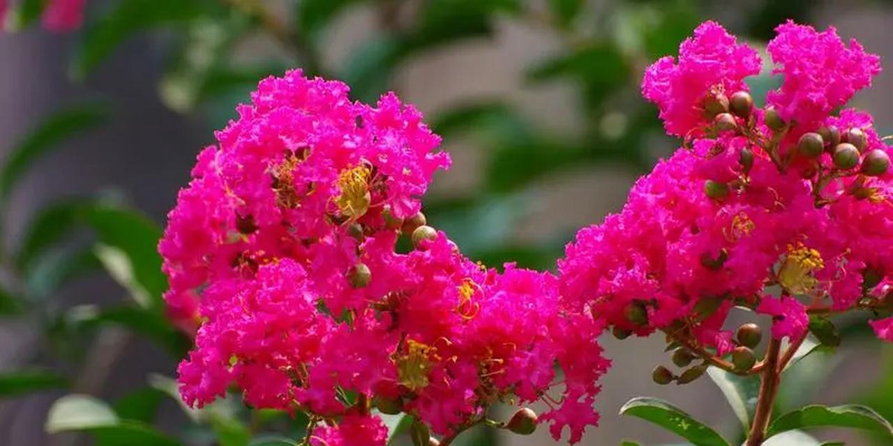 紫薇花哪种颜色寓意最佳？紫薇花颜色与花语有何关联？