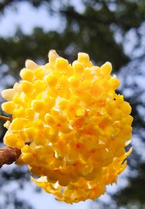 哪种花象征吉祥？它的具体含义是什么？