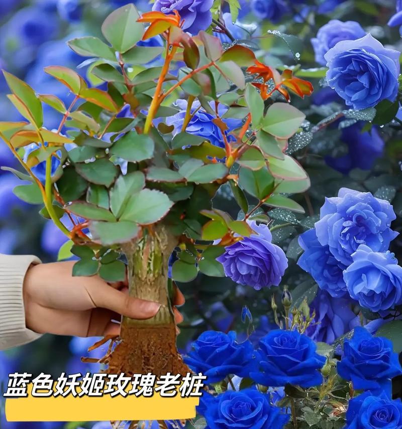 蓝色马蹄花代表什么？它的花语是什么？