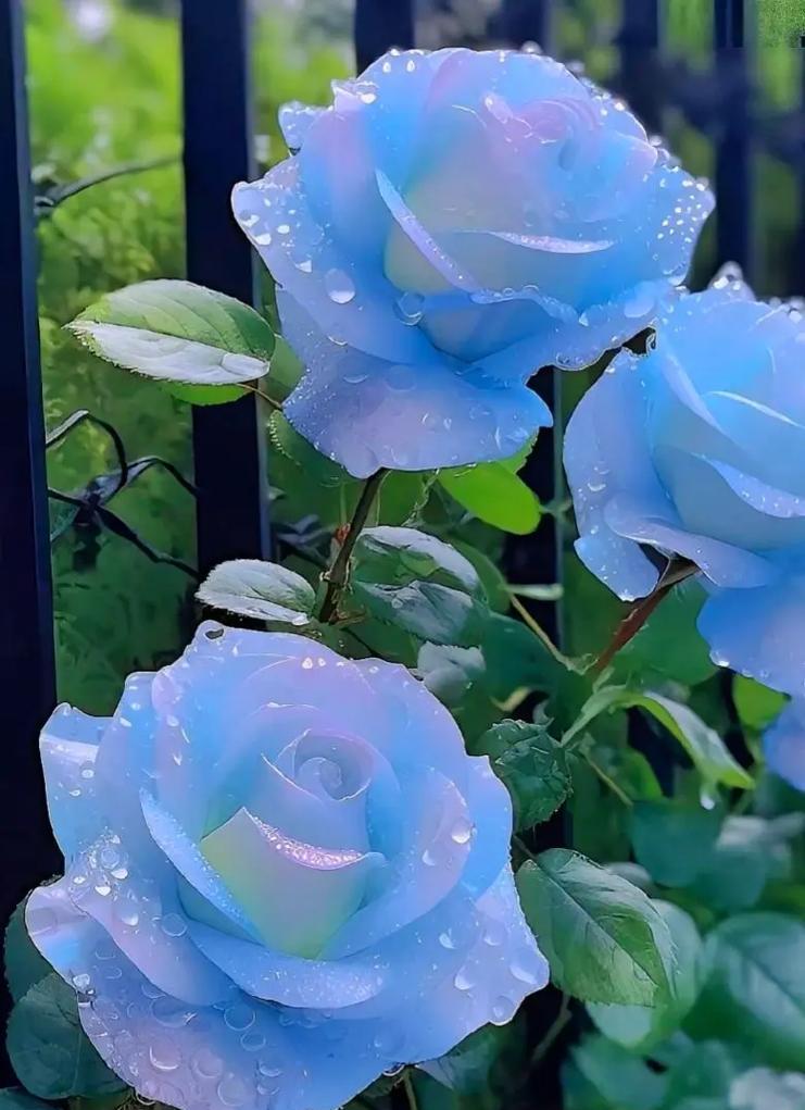 蓝色马蹄花代表什么？它的花语是什么？