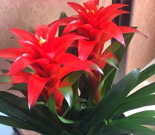 什么花的寓意是如意？有着祝福寓意的花语的花有哪些？
