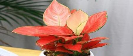 什么花的寓意是如意？有着祝福寓意的花语的花有哪些？