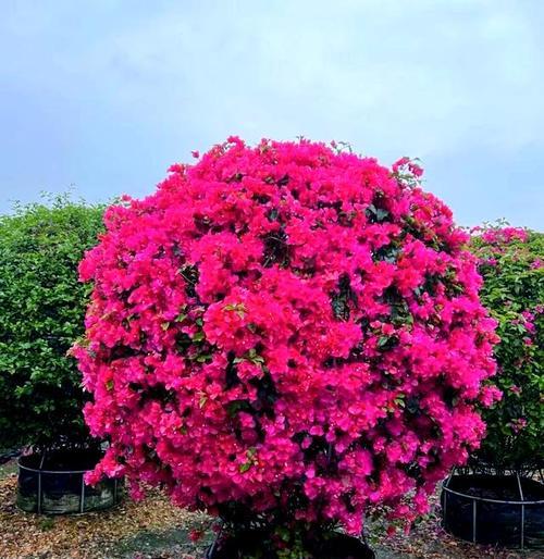 花和如意的寓意或象征是什么？如何选择吉祥花卉？