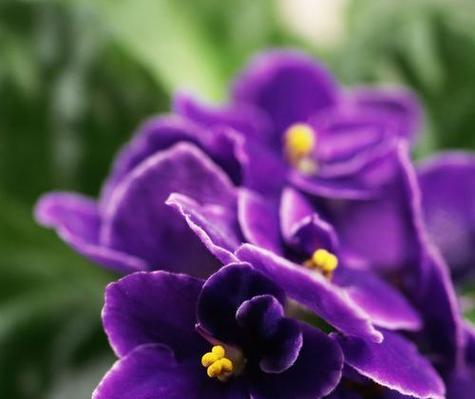 头戴紫色花有何特别含义？花语中紫色花代表什么？