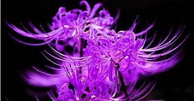 头戴紫色花有何特别含义？花语中紫色花代表什么？