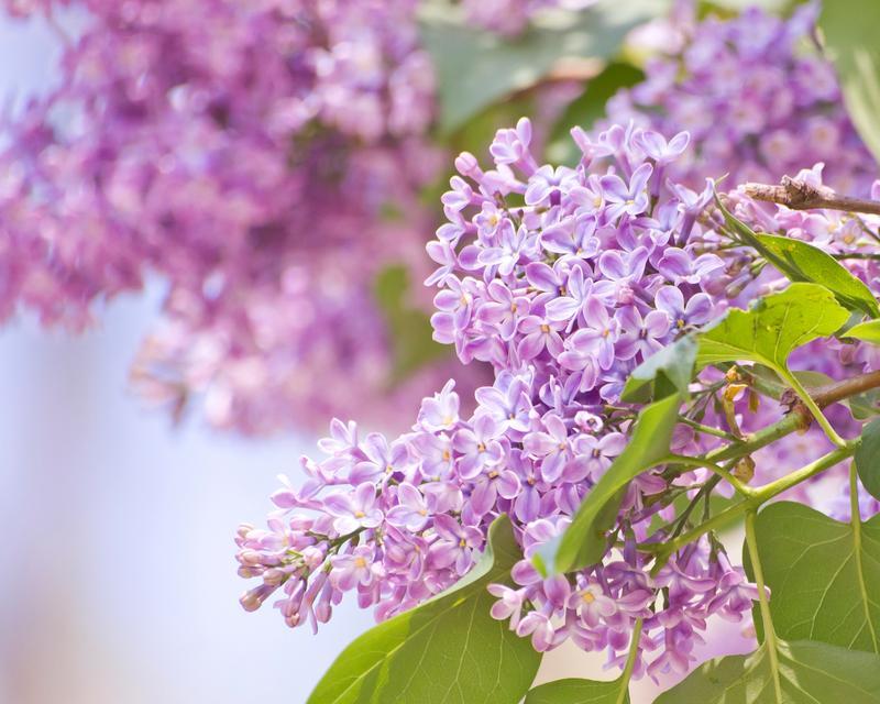 头戴紫色花有何特别含义？花语中紫色花代表什么？