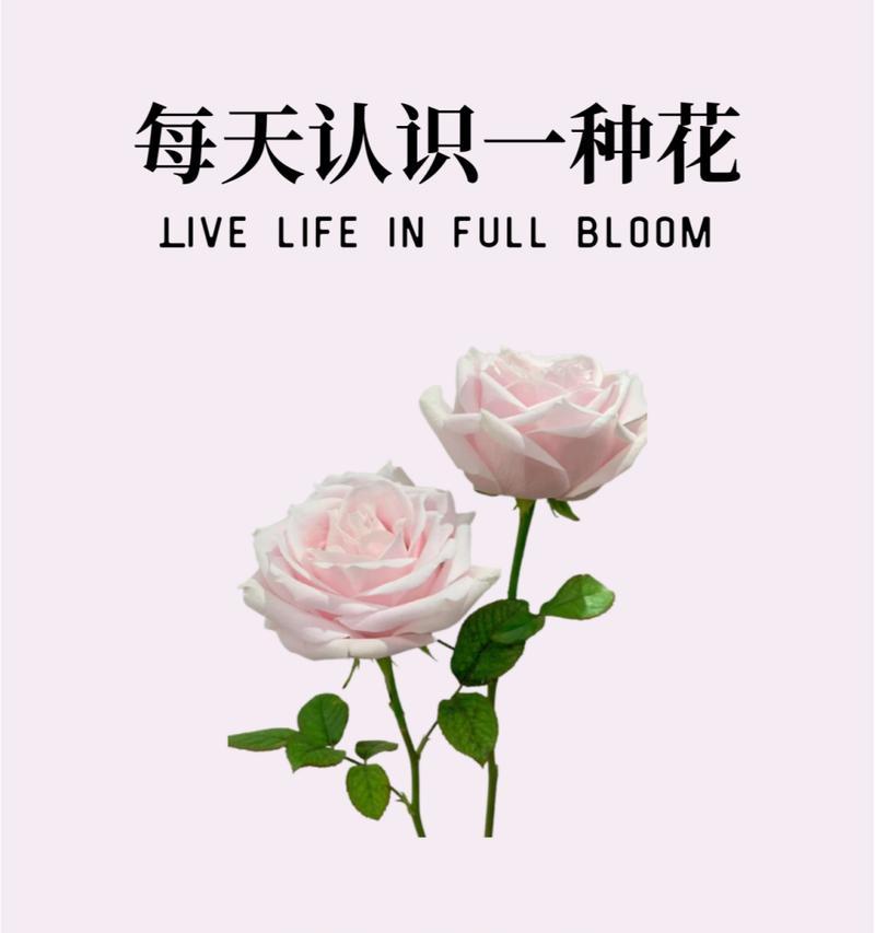 粉色玫瑰花的花语与寓意是什么？