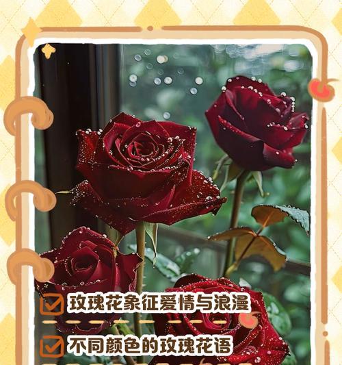 粉色玫瑰花的花语与寓意是什么？