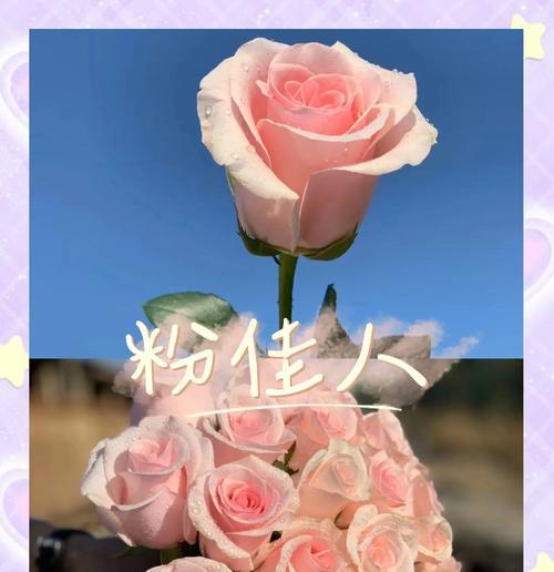 粉色玫瑰花的花语与寓意是什么？