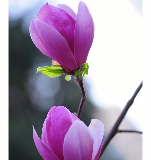 紫色弗洛伊德花象征什么？这种花的花语有哪些？