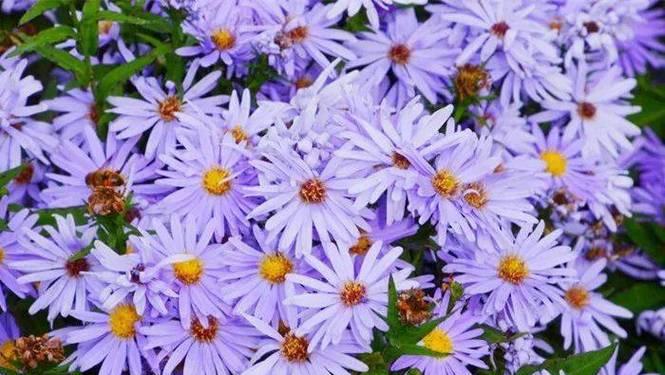 紫色弗洛伊德花象征什么？这种花的花语有哪些？