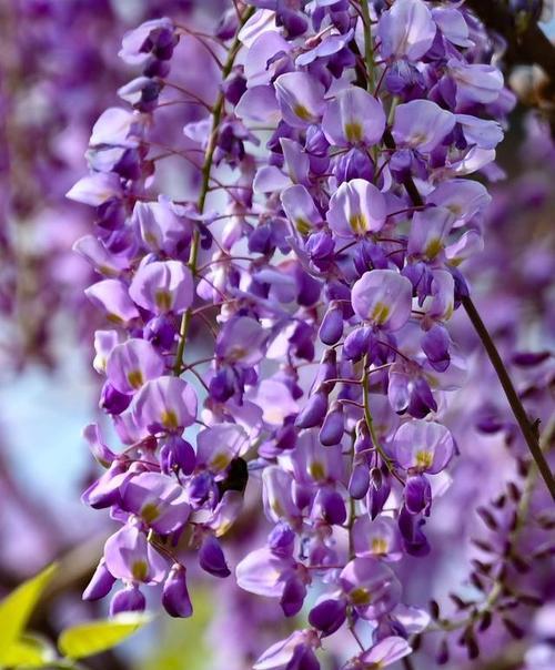 紫色弗洛伊德花象征什么？这种花的花语有哪些？