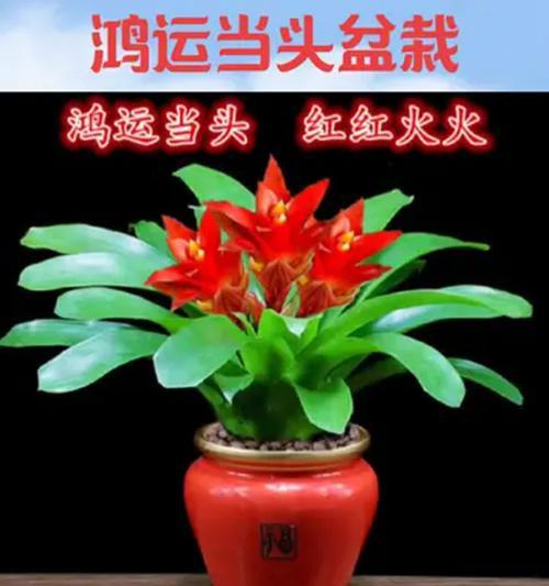 3棵花象征鸿运当头？鸿运当头的花语是什么？