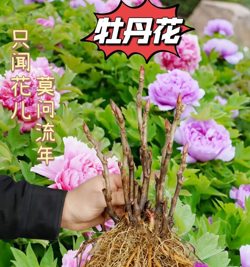 牡丹花象征爱情吗？牡丹花的寓意是什么？