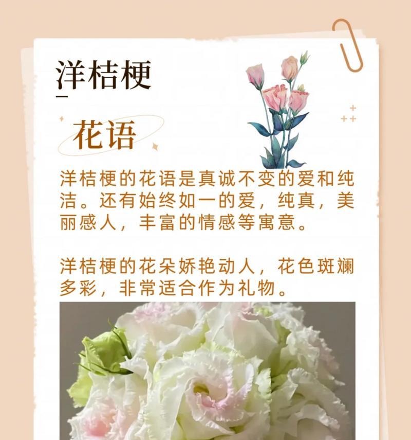 教师节送什么花给老公？有哪些花语适合教师节？