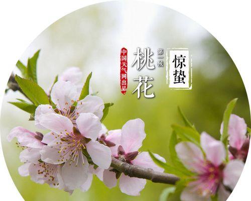 哪些花象征中国的二十四节气？