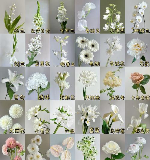 手捧花分成五份代表什么？